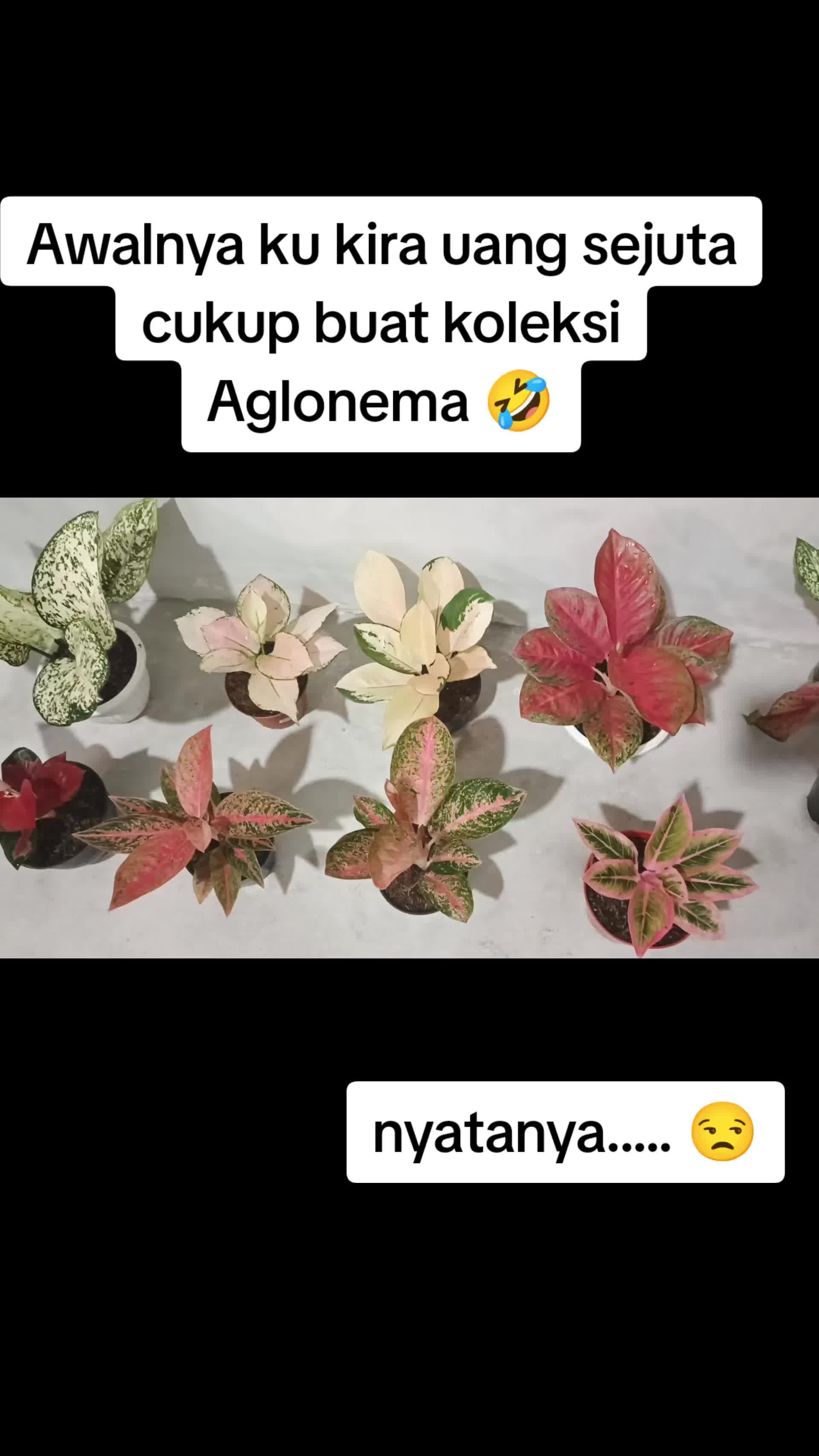 @° „ ★ ela 🎀ྀིྀི