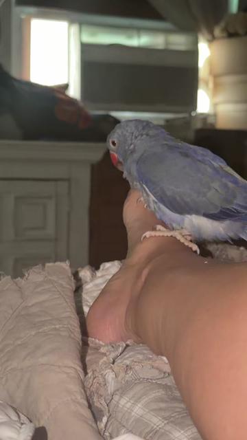 @SaraShaleen🥓