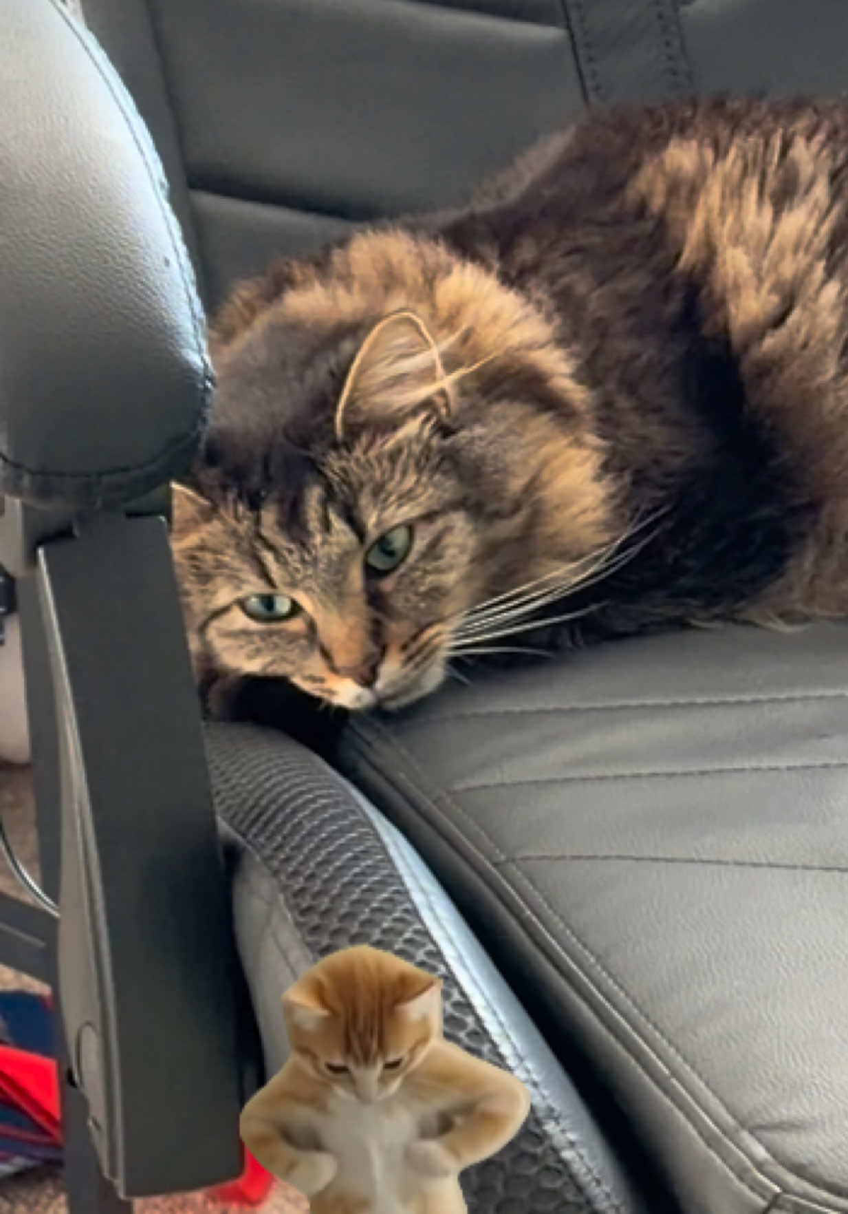 @RoxySnowballCatDrama