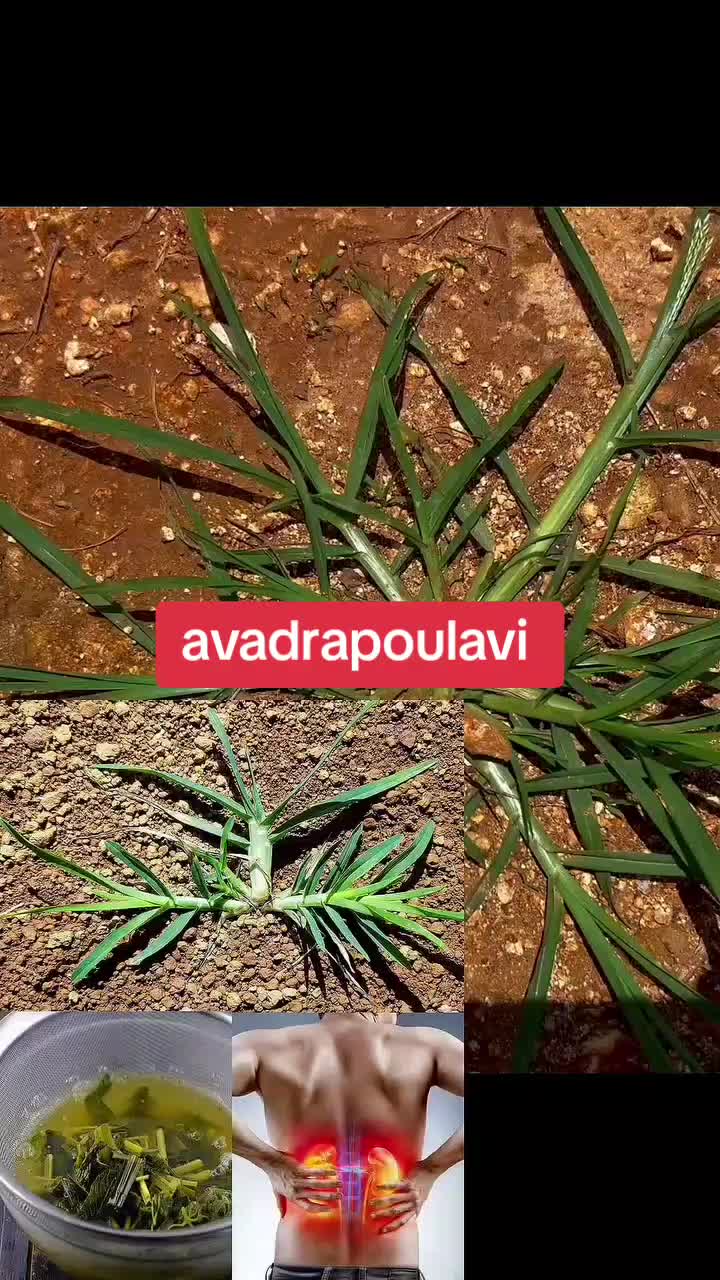 @🥷Avadranouavadra