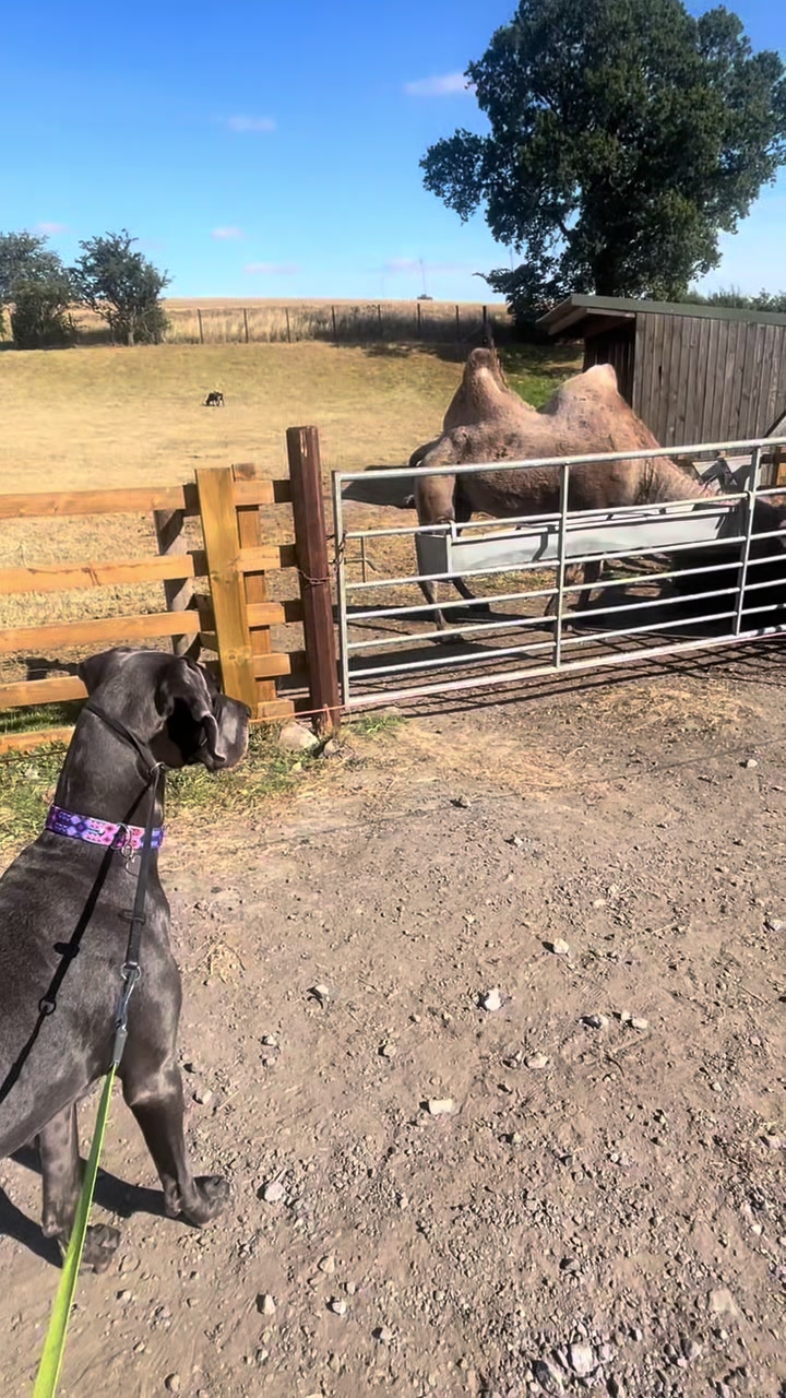 @Chateaudain Great Danes