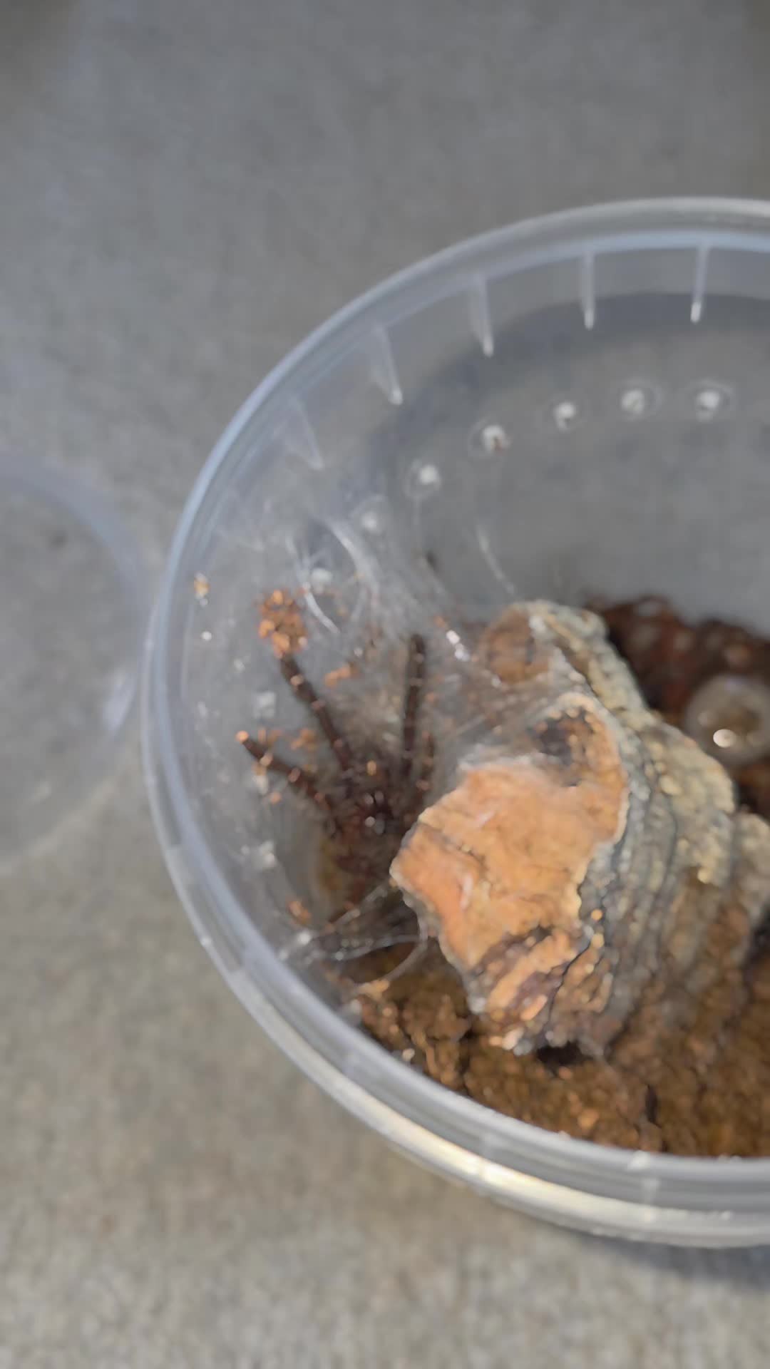 @selinas_spiders
