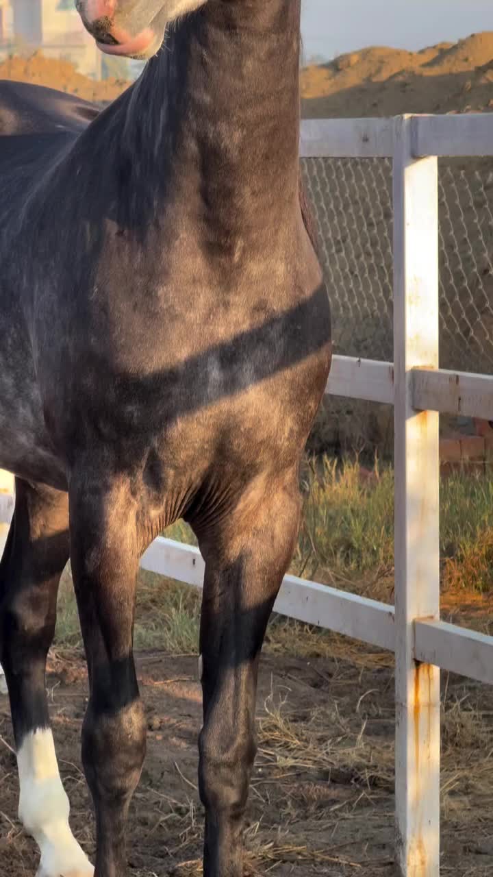 @شوق۔ پنجاب دا🐴🐴