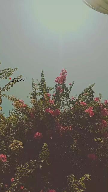 @اُسامہ 🍂