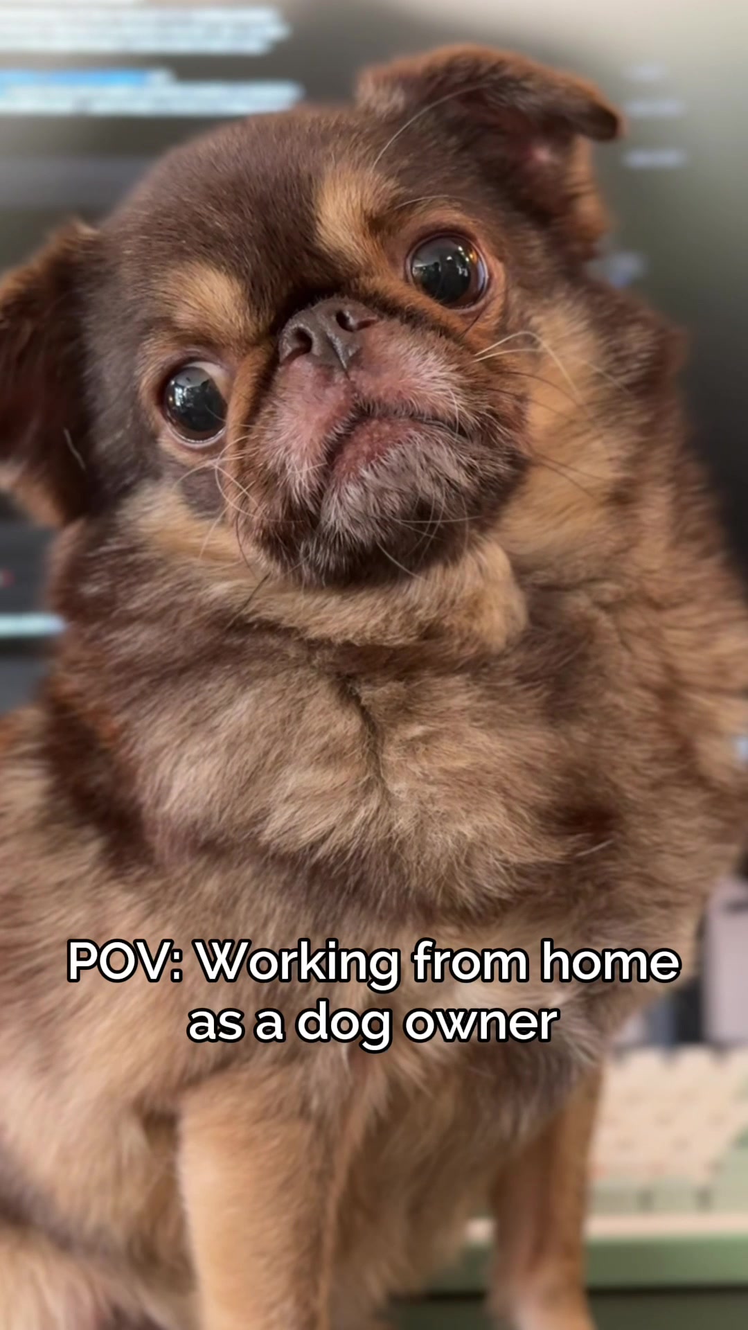 @ChilliThePug
