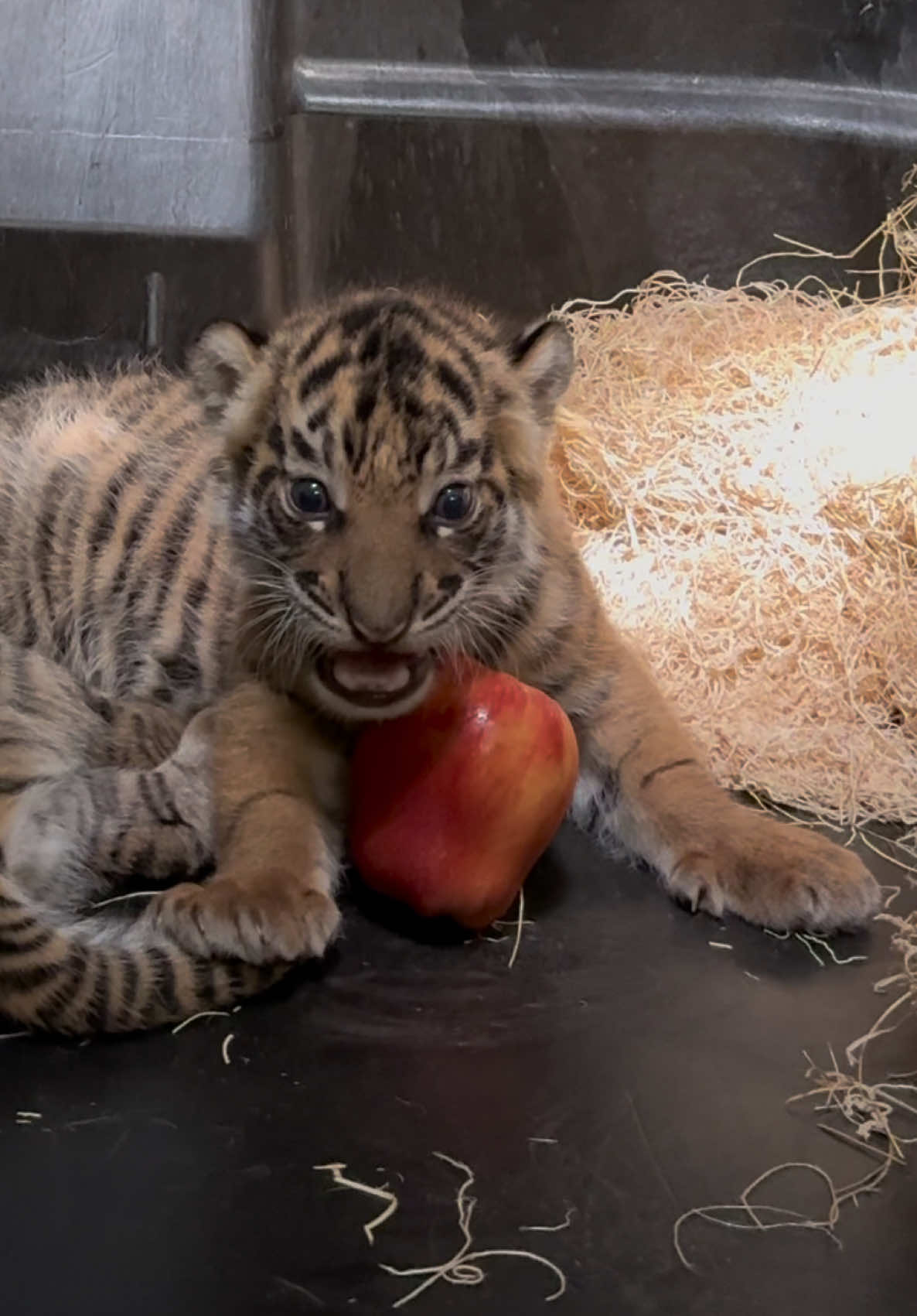 @memphiszoo