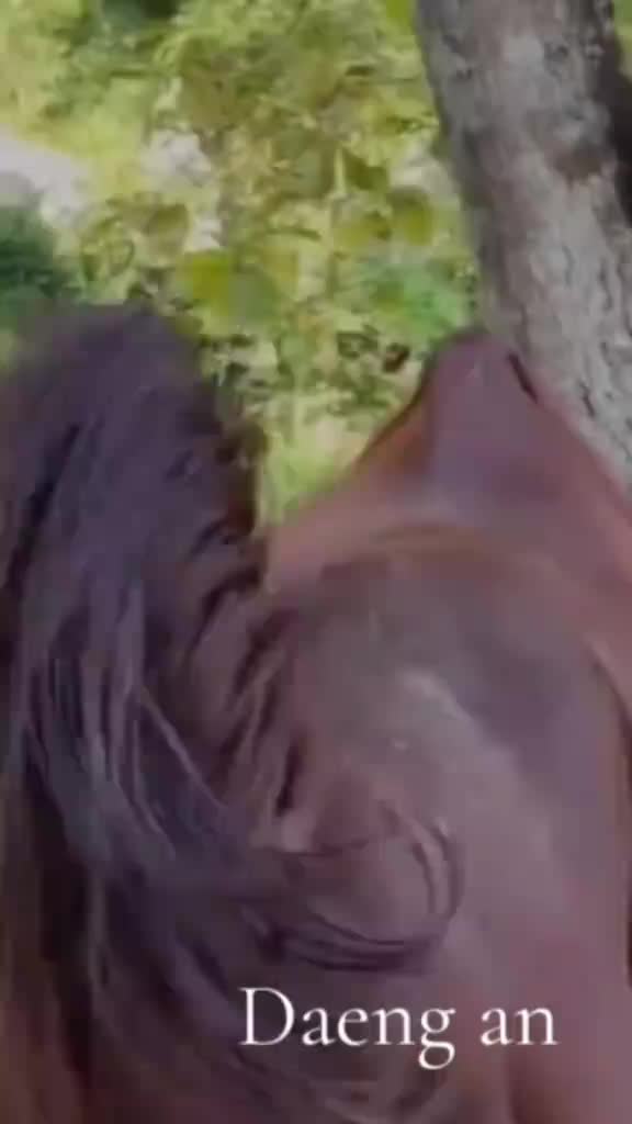 @animallifevideo