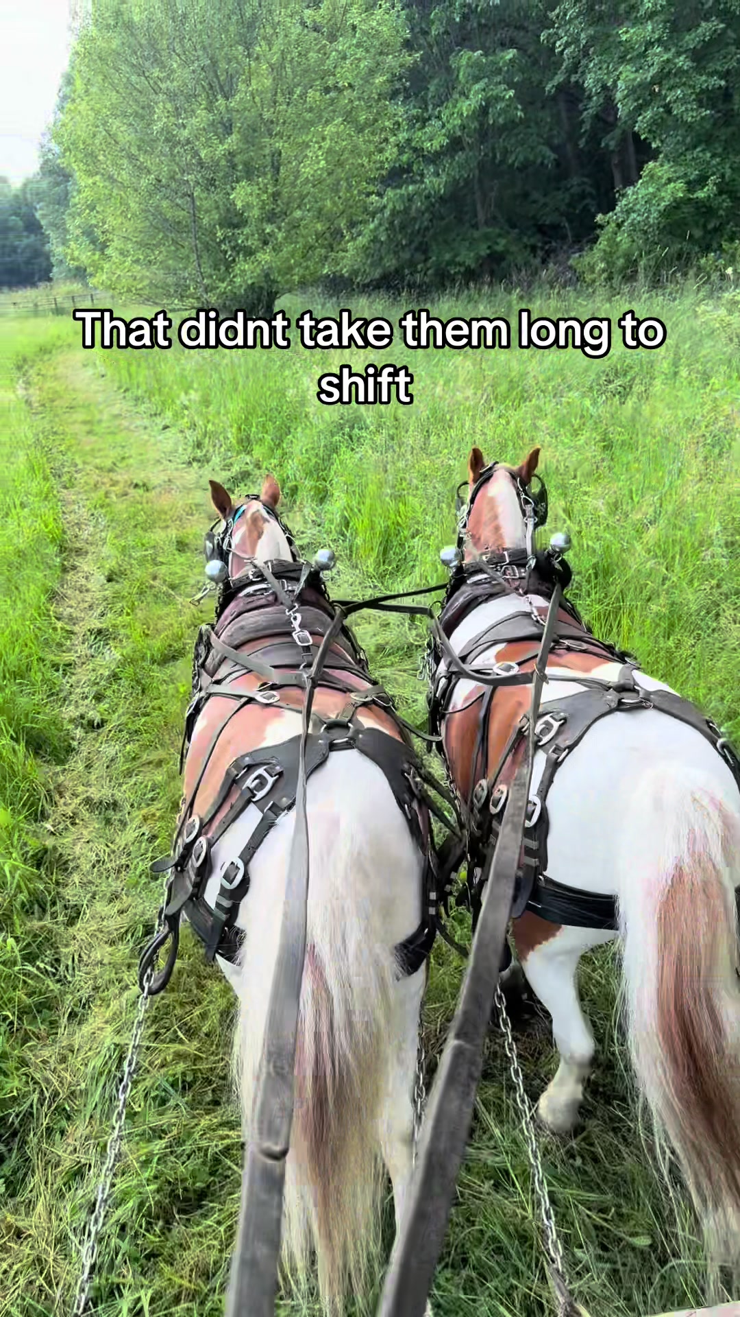 @cj