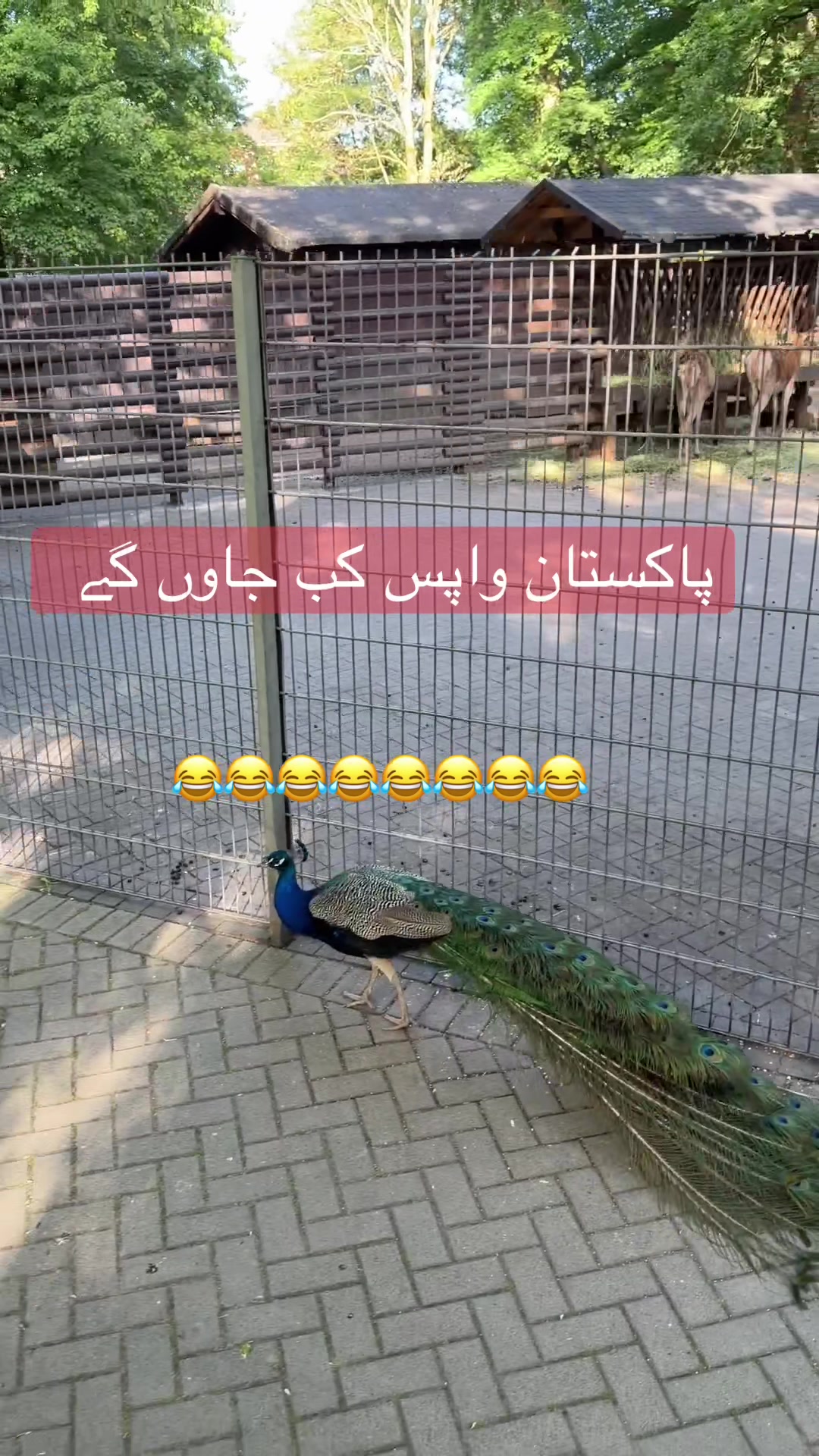 @Nasir87