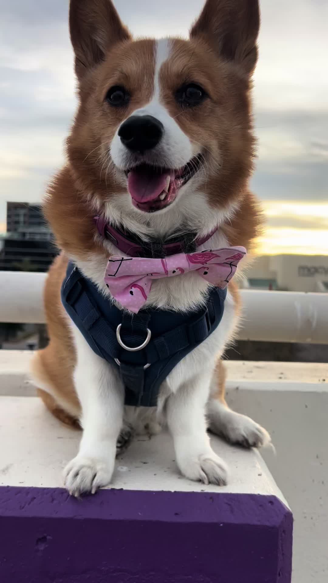 @bumi_the_corgi