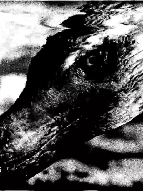 @BTDG (BonnieTheDog)
