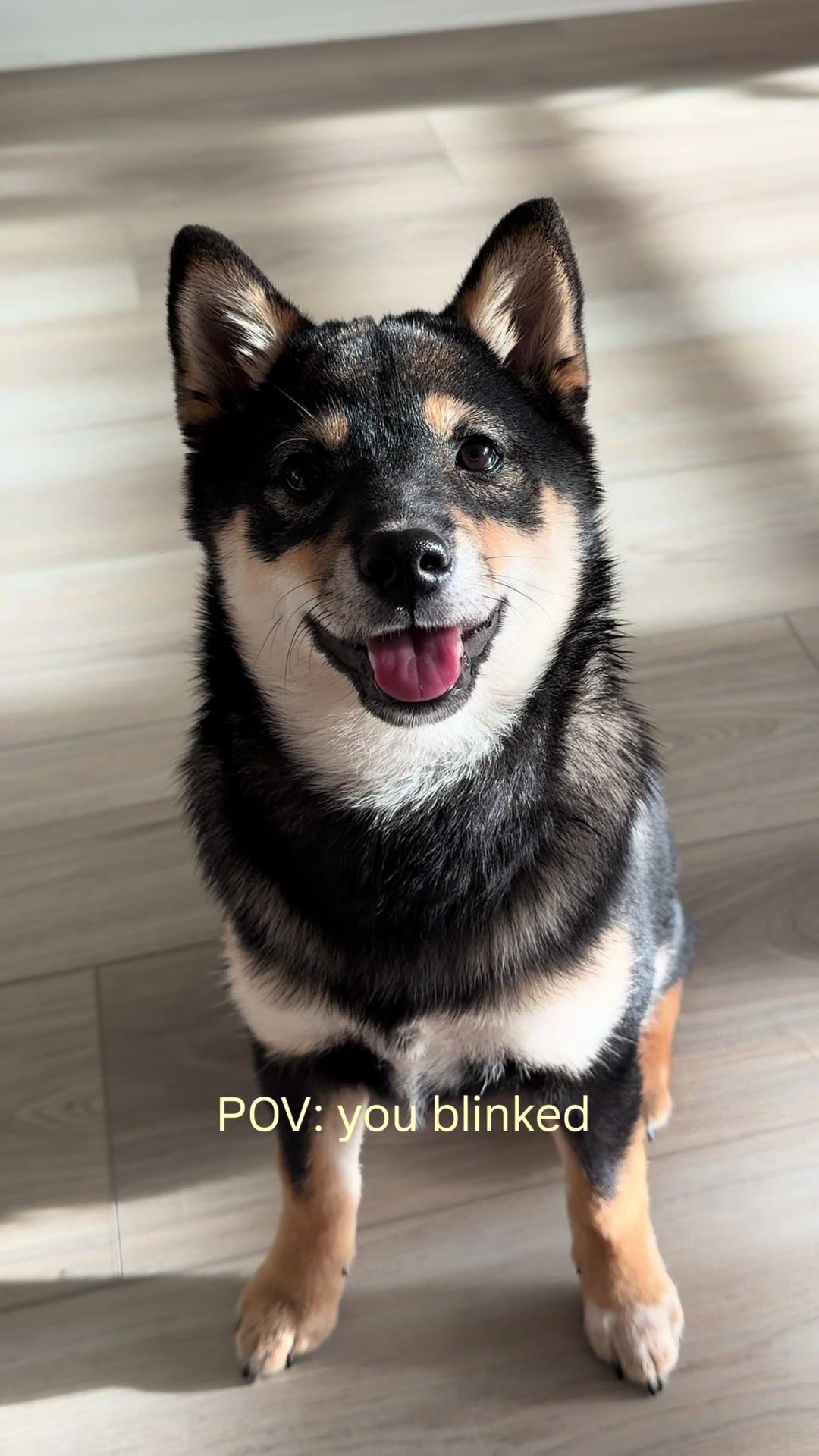 @Jessy & Lexi 🐾