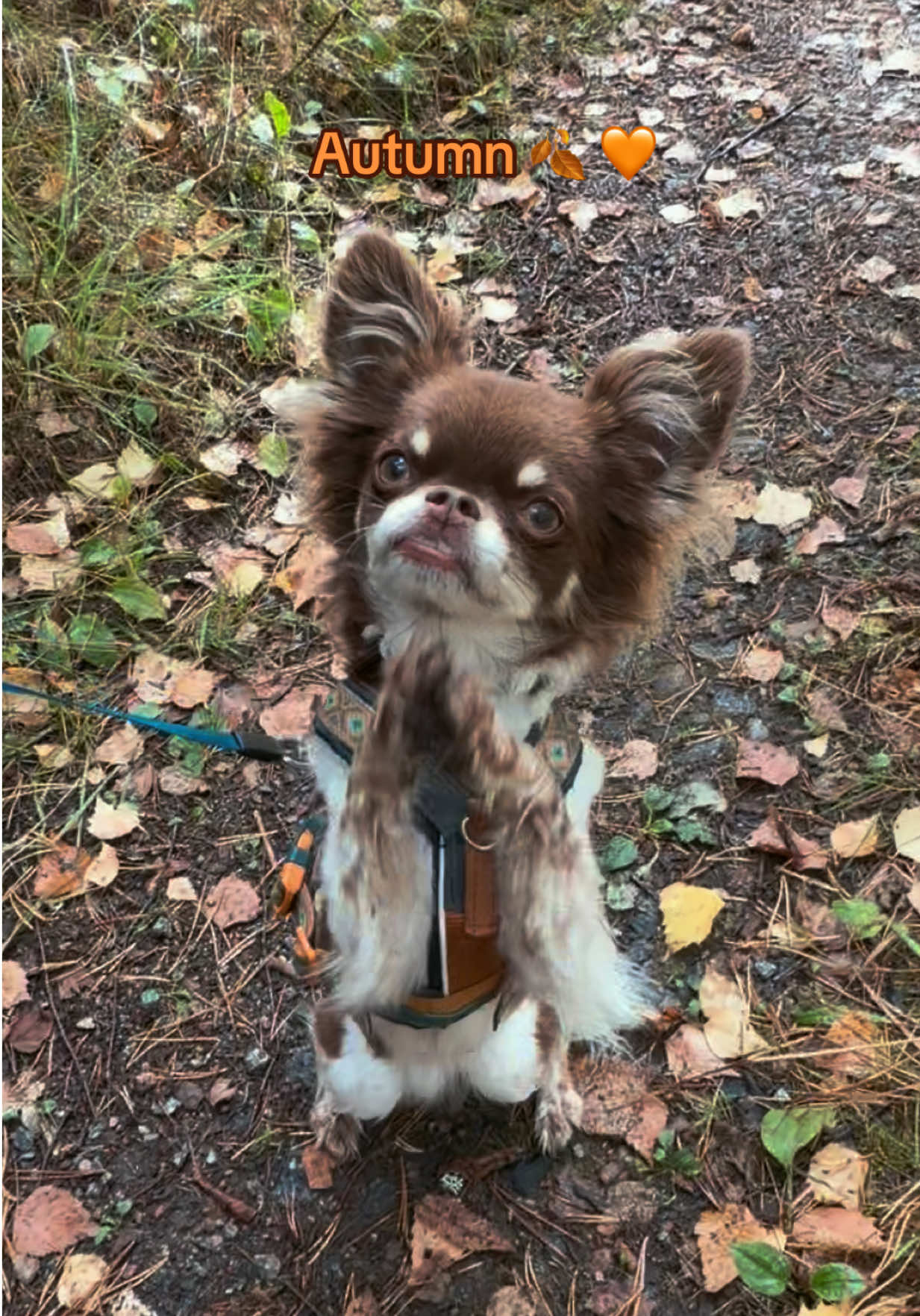 @MorrisMiniDog