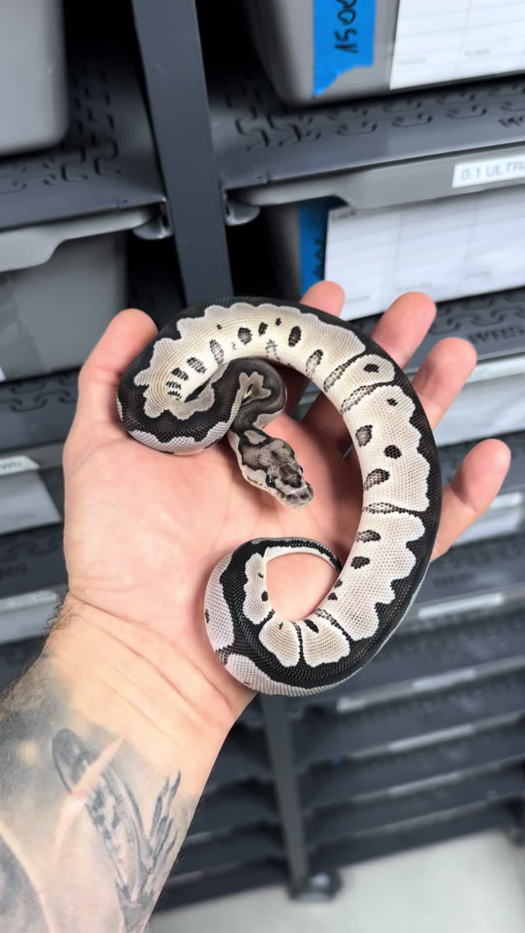 @MasgenReptiles