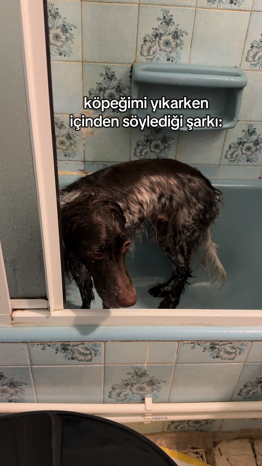 @egevemini