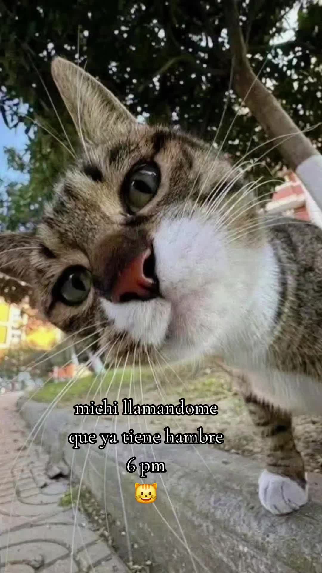 @🇲🇽Guli.Carrada 🐈⬛