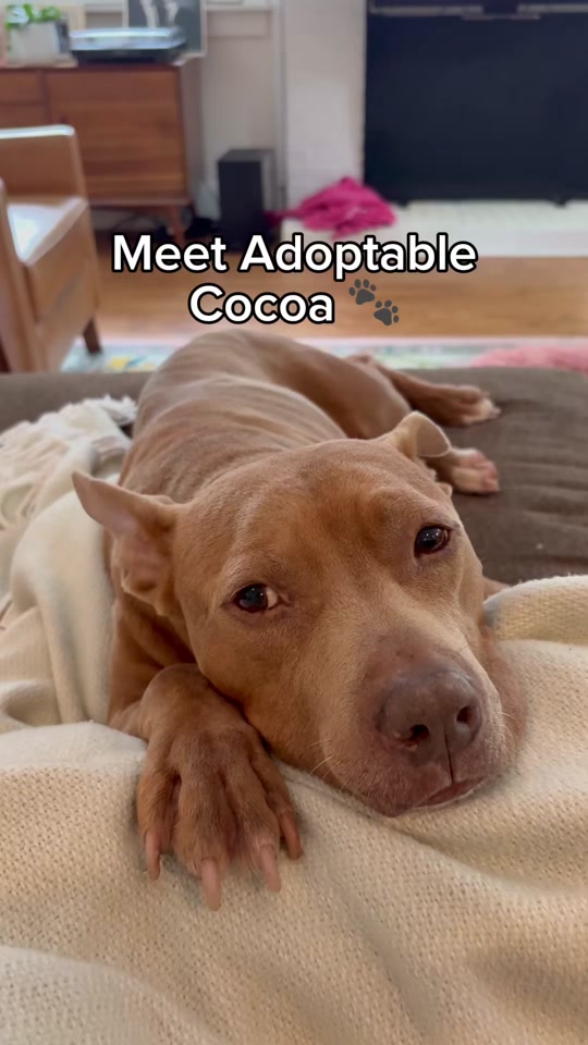 @Adopt a Pet