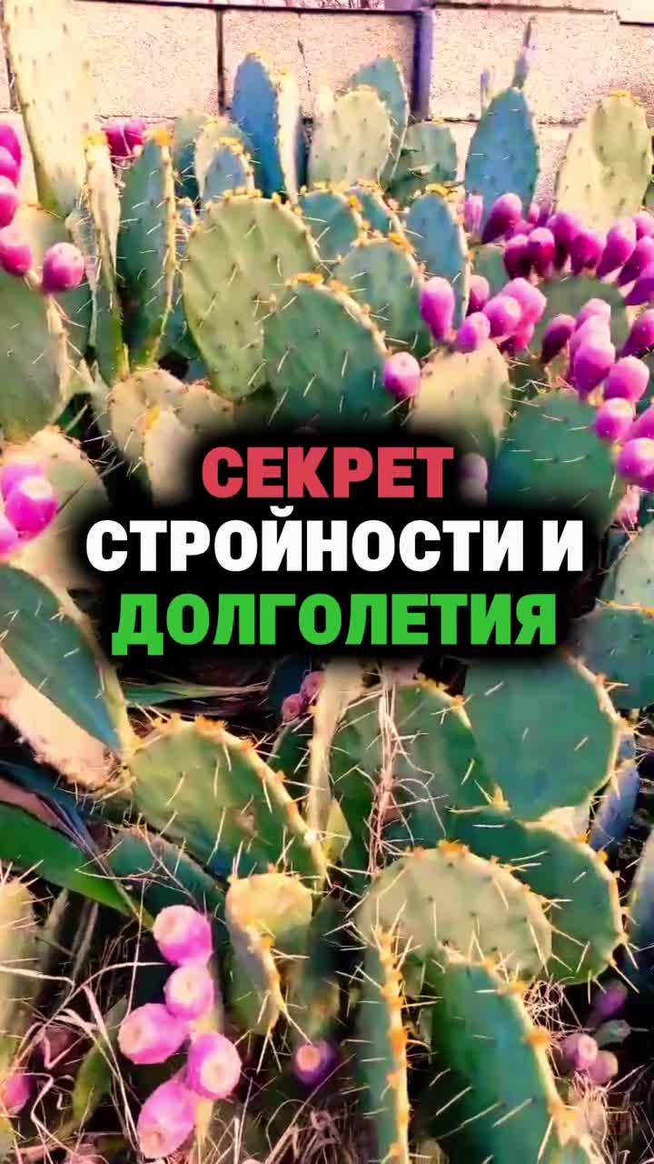 @FoodFackt