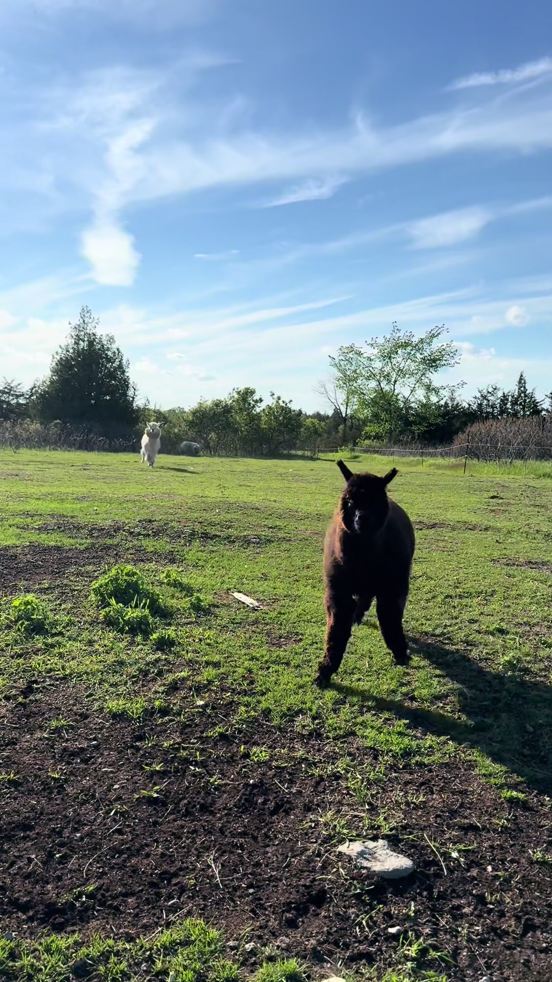 @Useless Farm