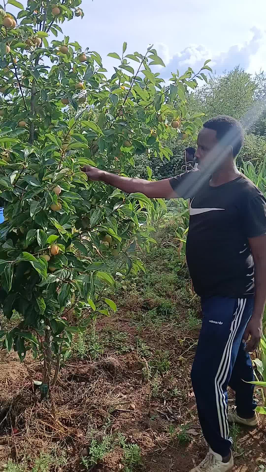@moubarak