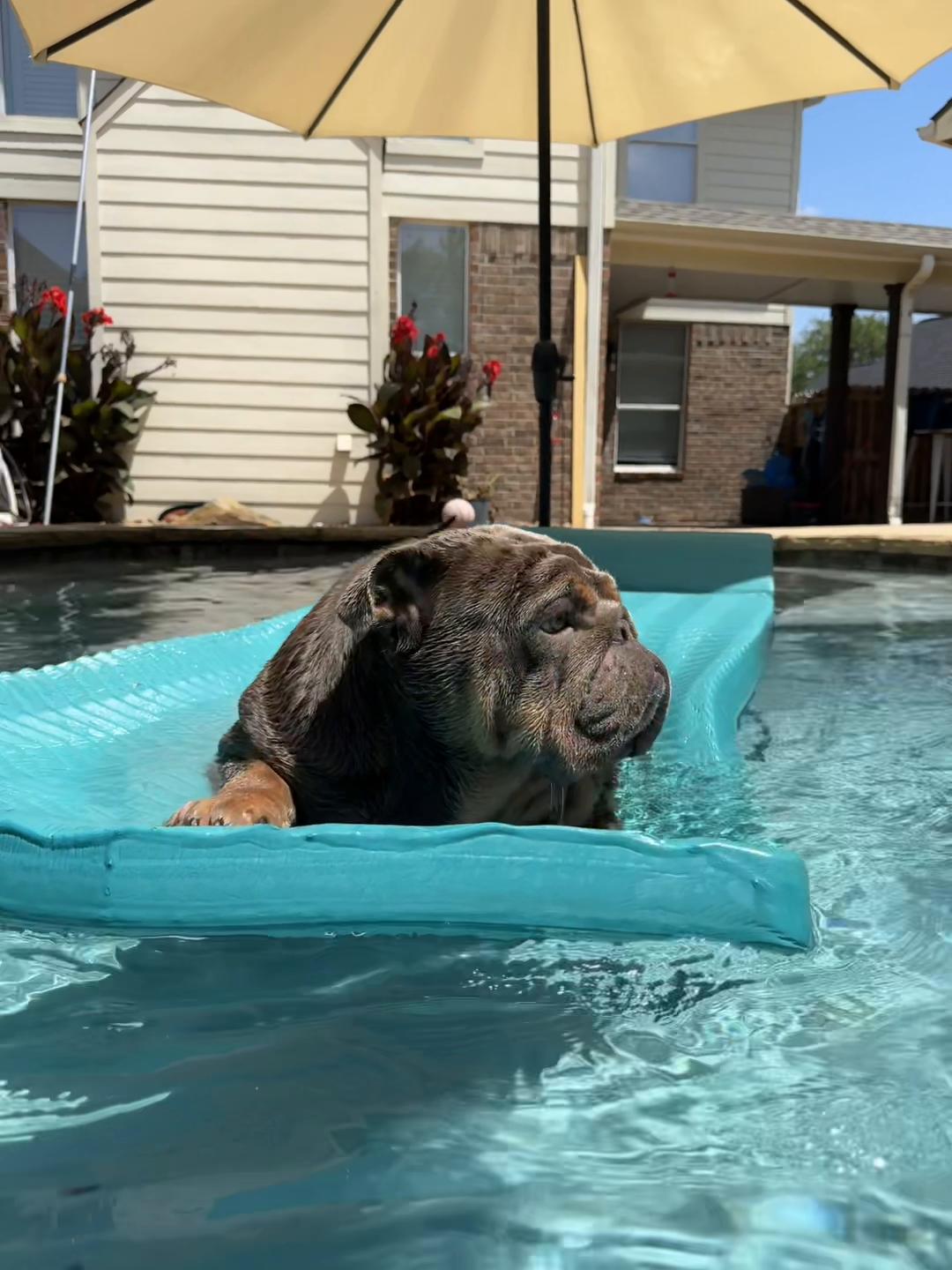 @RawlsTheBulldog