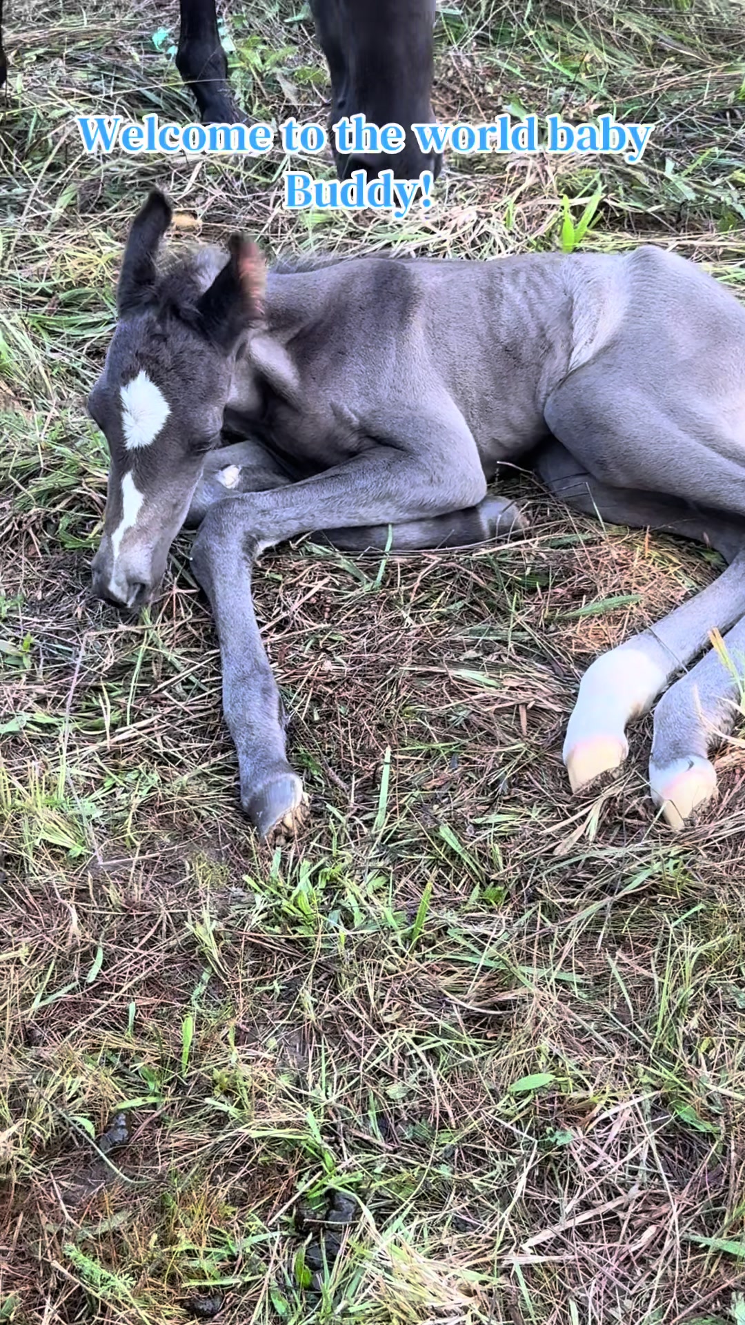@EightyDollarStables