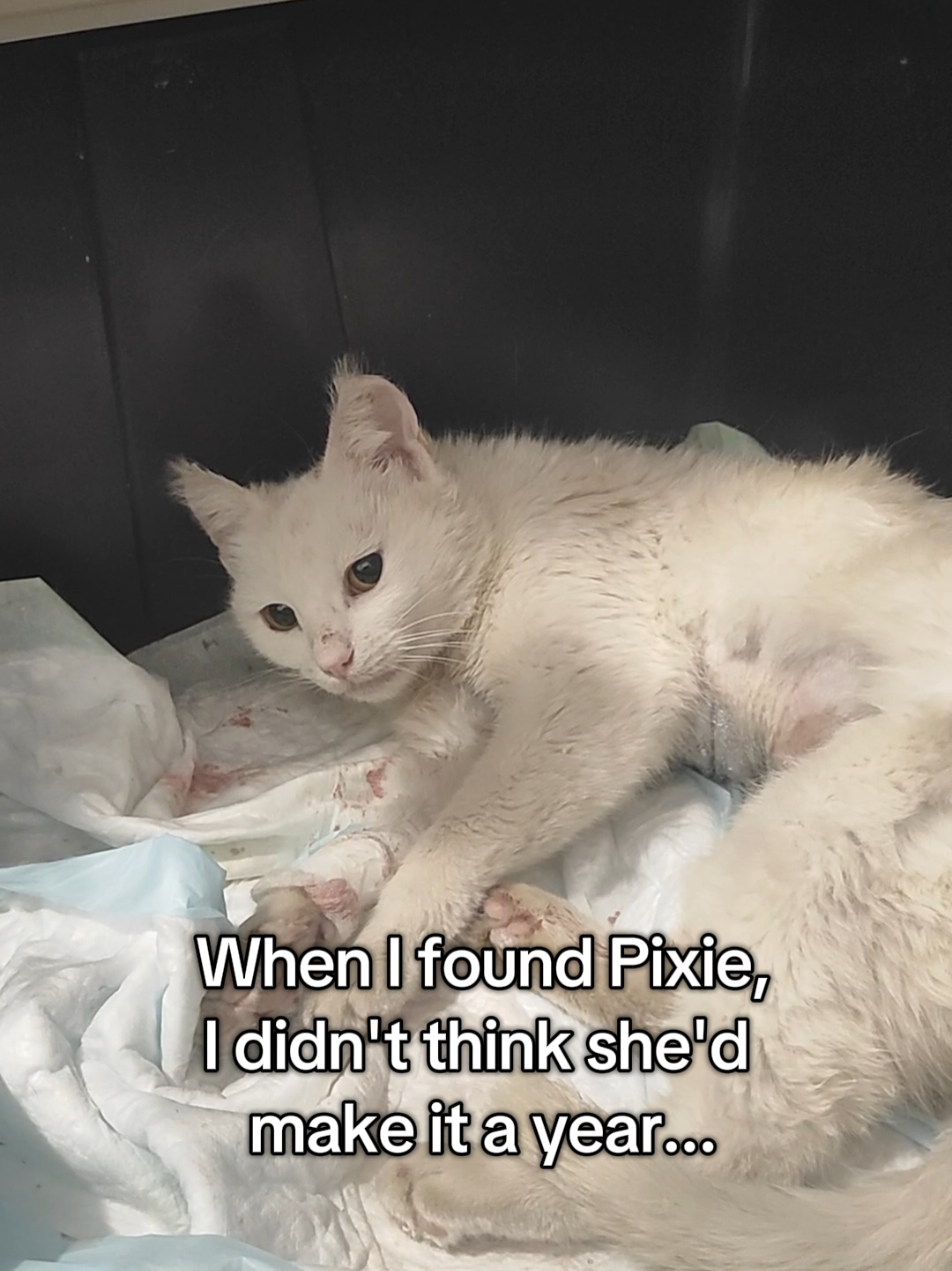 @Fluffy and Pixie