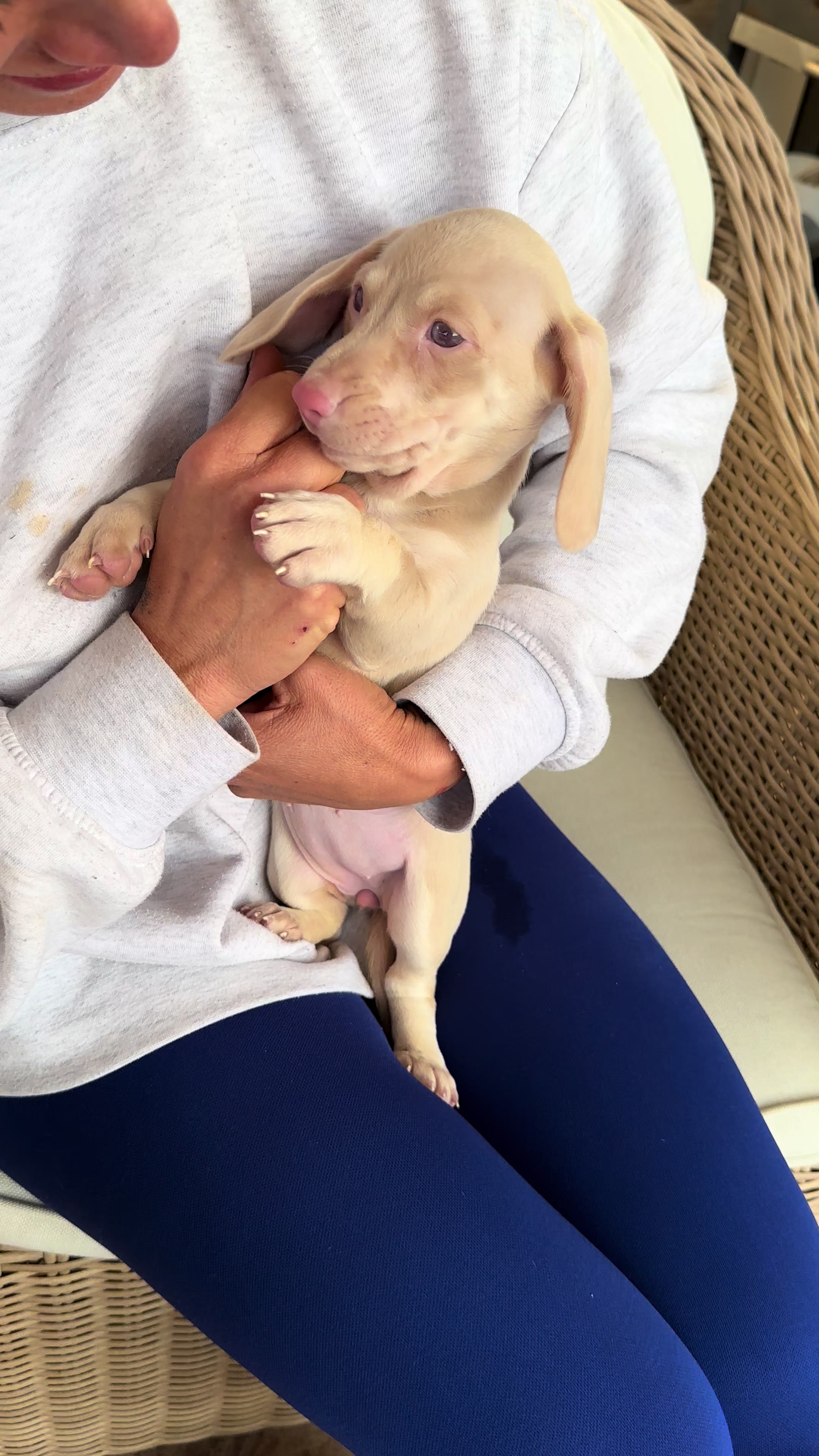 @Mascotas ,cachorritos bonitos
