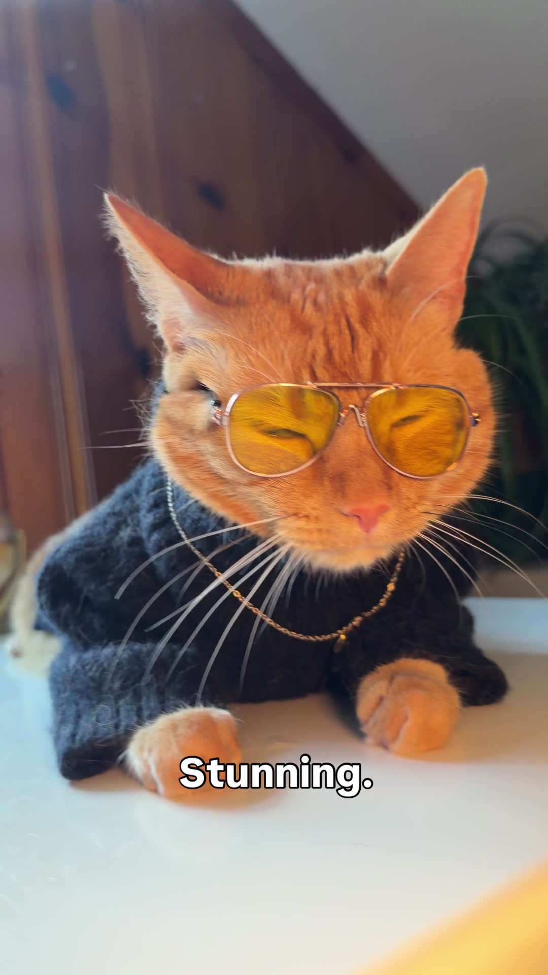 @neuteredscooter