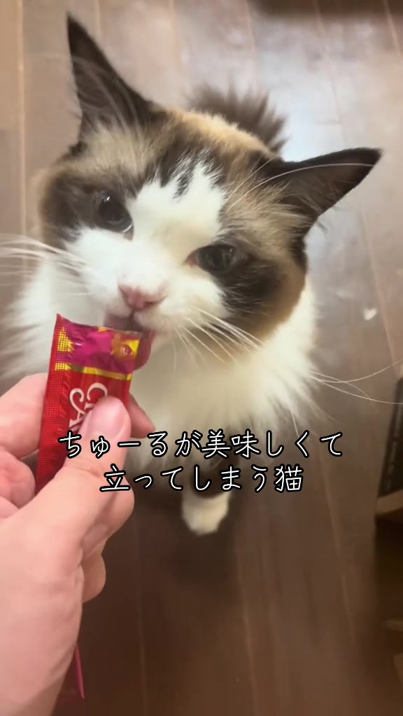 @なつめ友猫帳