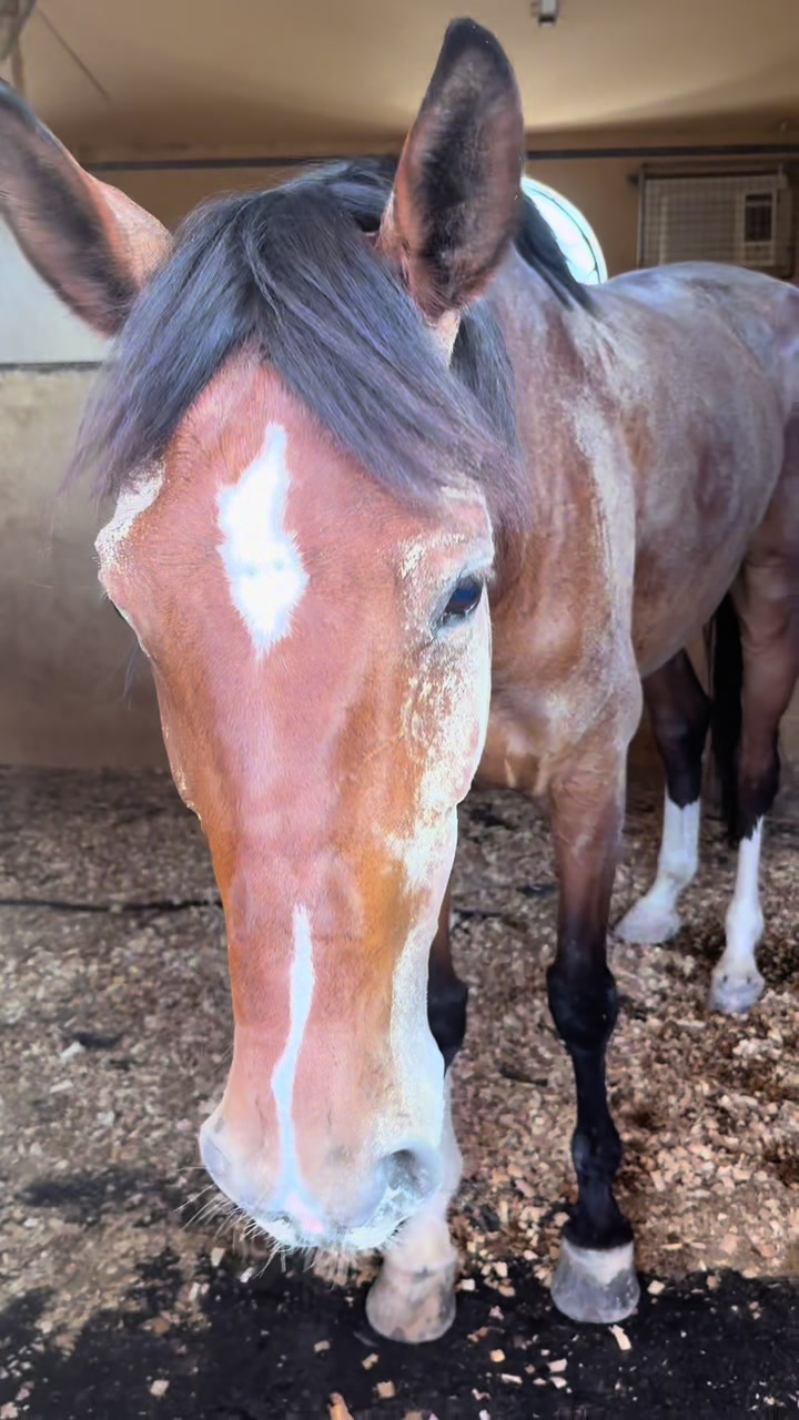 @Al Bosta Equestrian