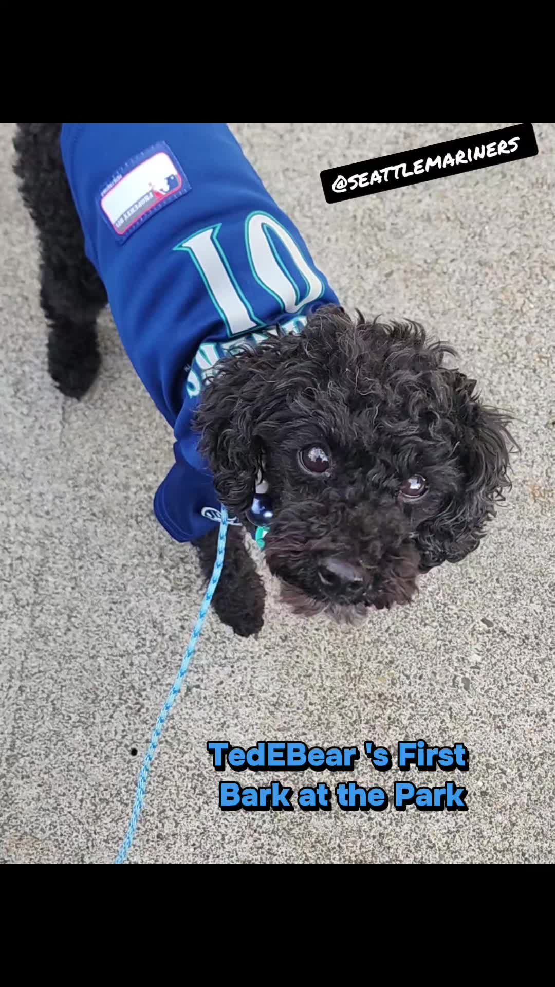 @bigbadscarypitbulls