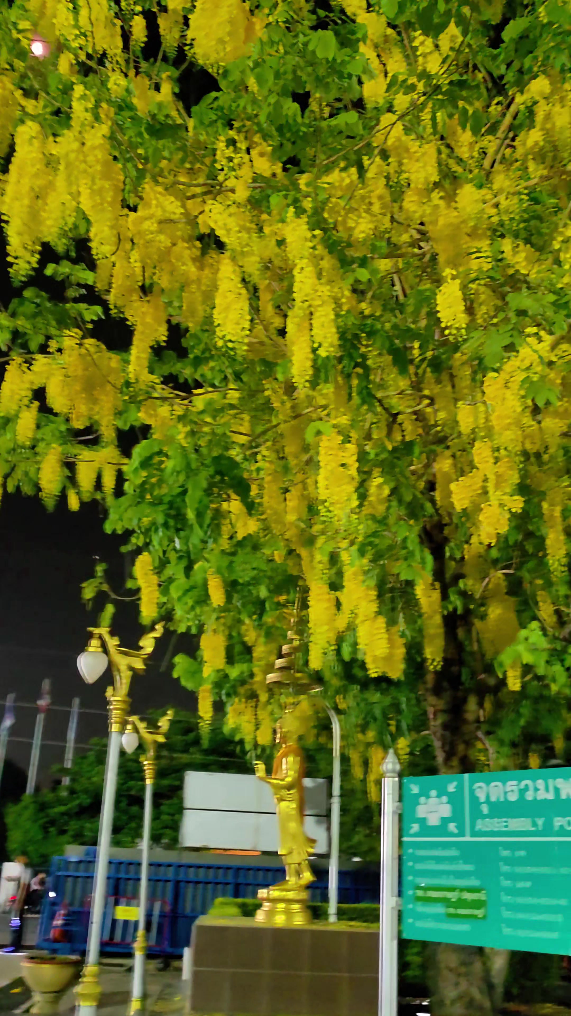 @เลดี้ กาก้า