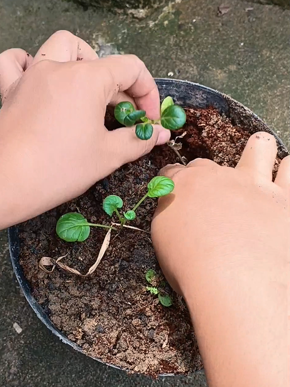 @susmawaati