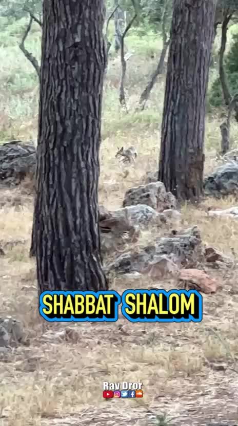 @Rav Dror
