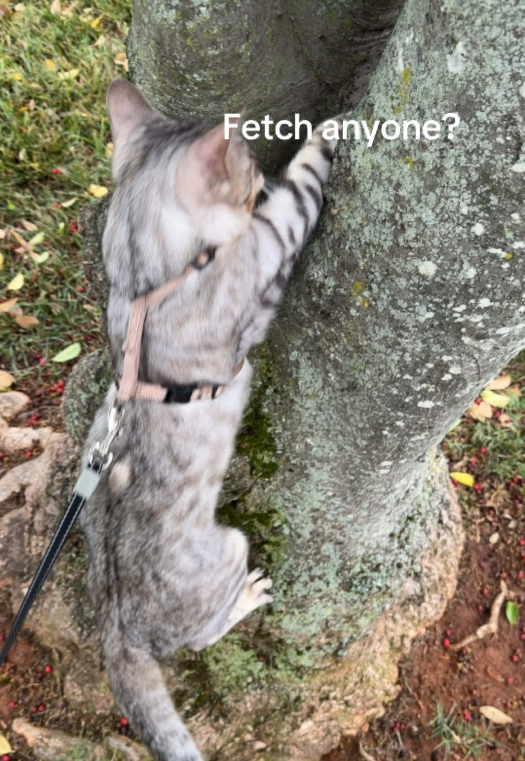 @gus.omatic