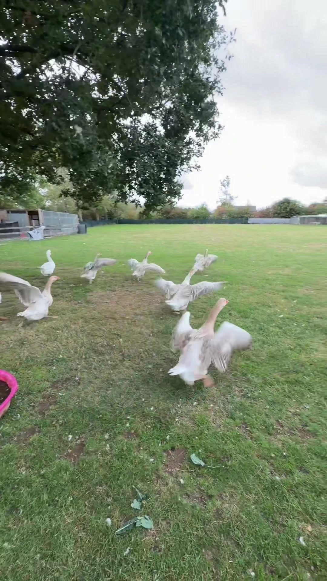 @Willsbirdsanddogs
