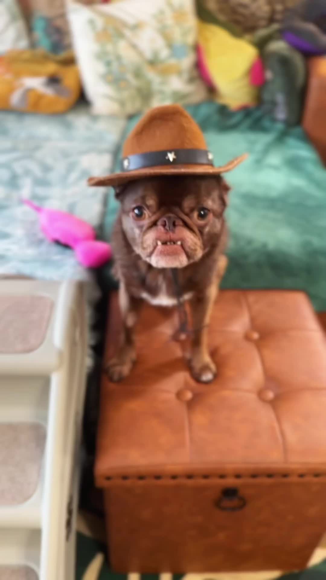 @ChilliThePug