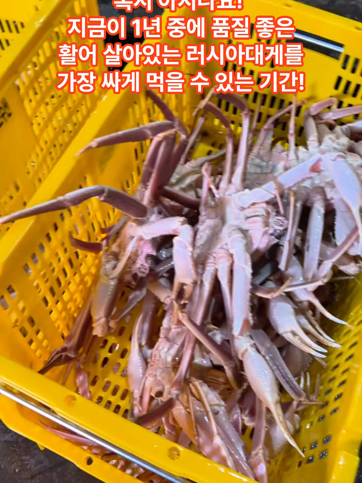 @킹크랩 대게 동해수산유통