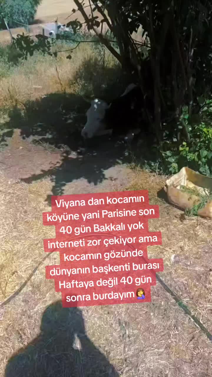 @0660575445773344234