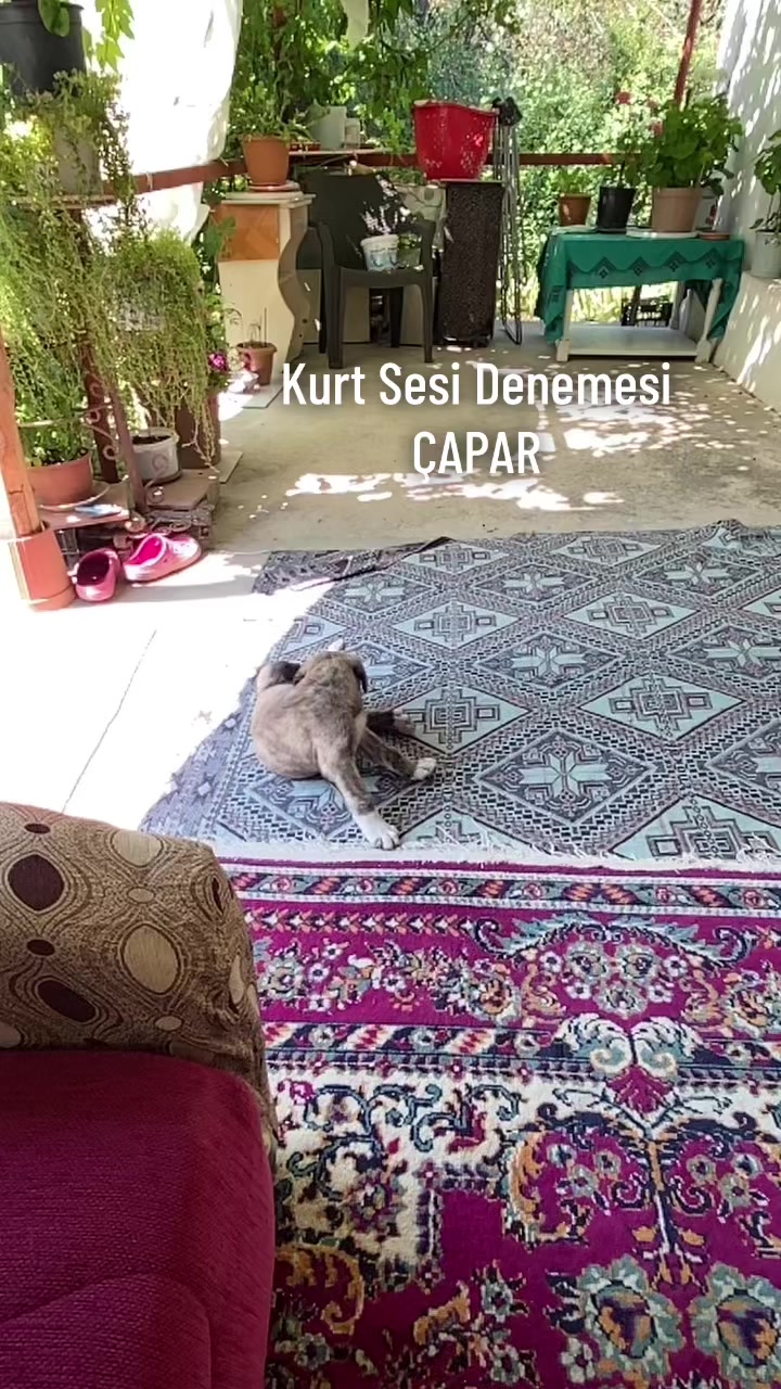 @KonyalıMüco4268