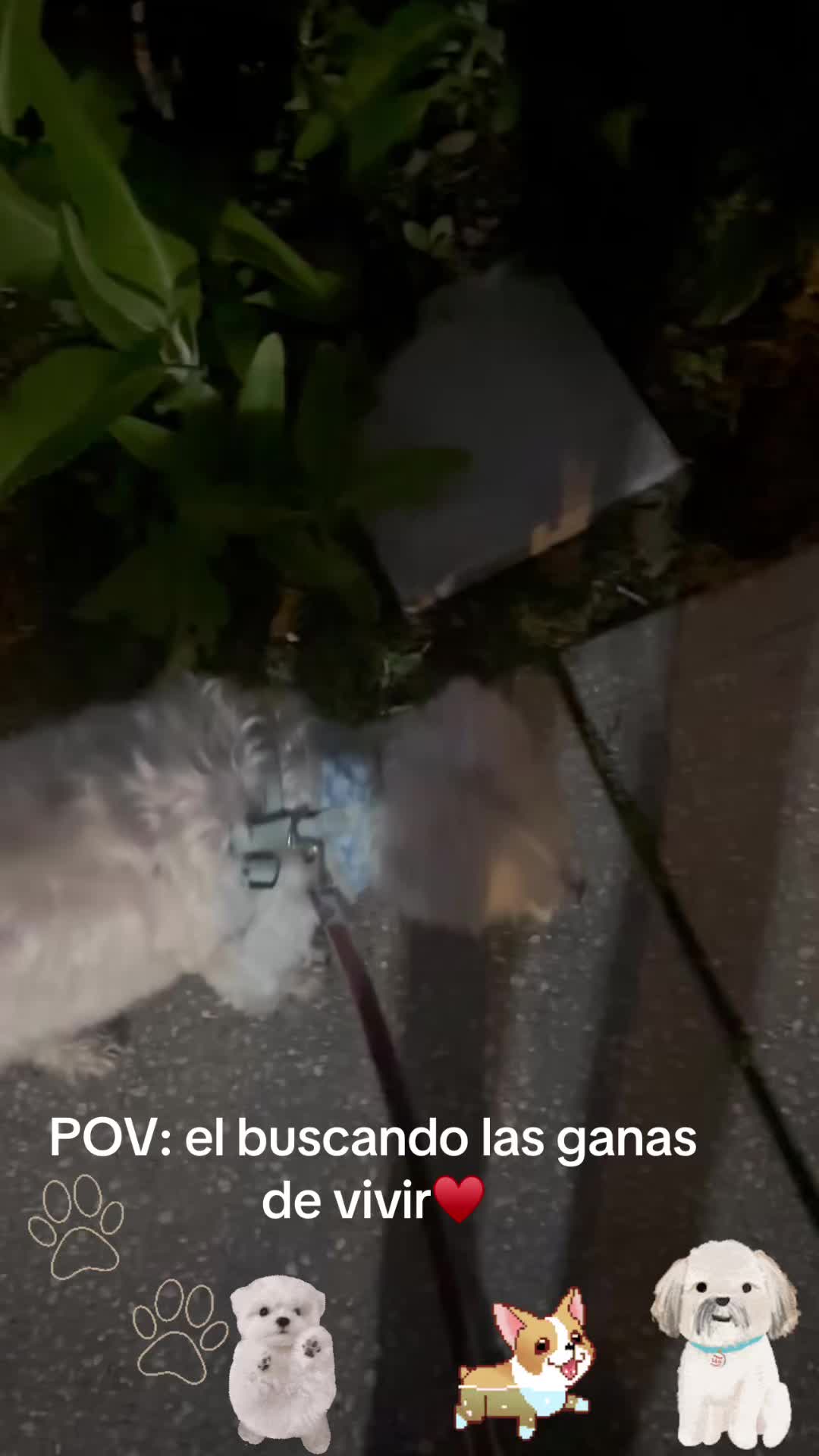 @los3huevertos