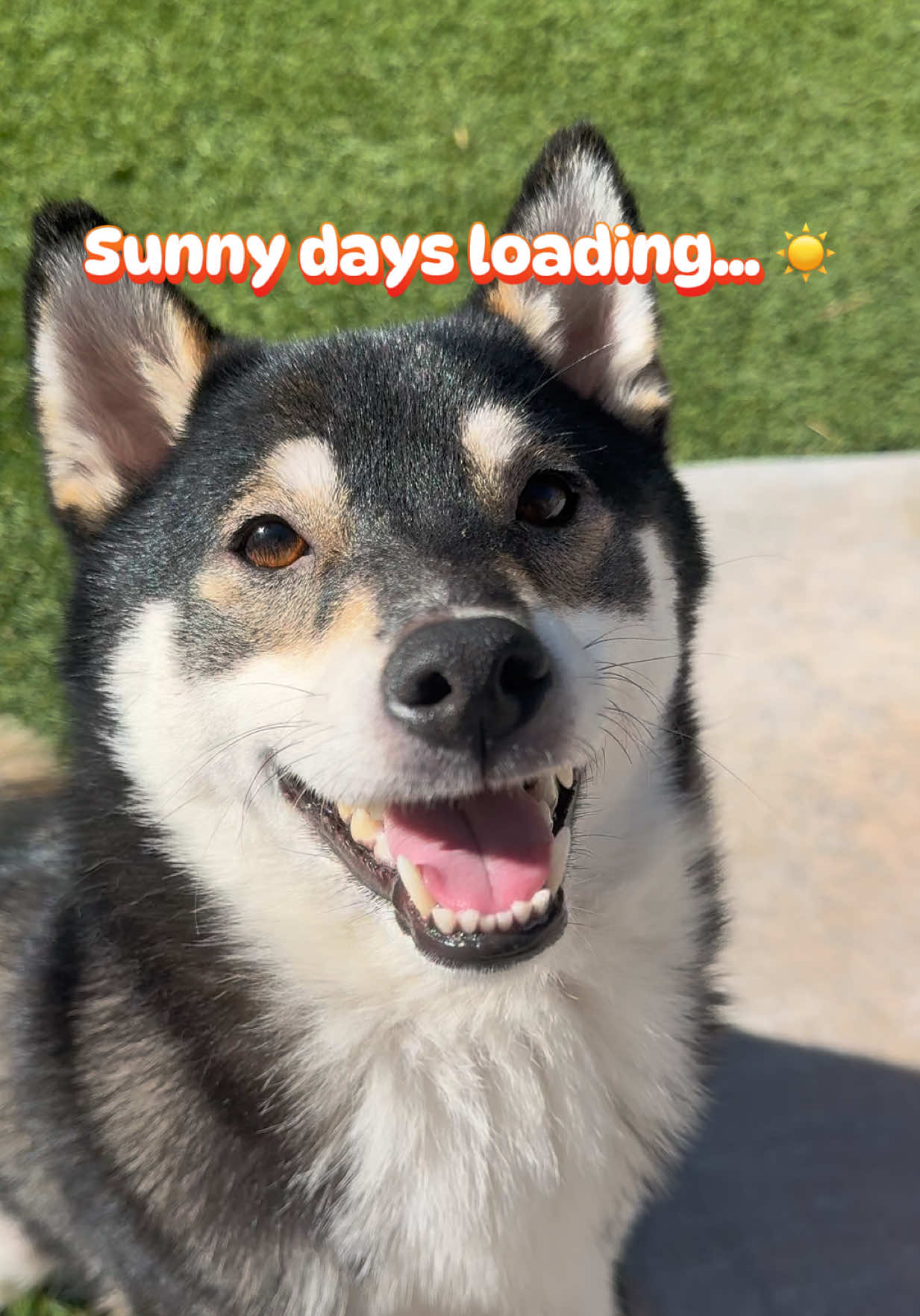 @Flock of Shibas 🐕🐕🐕