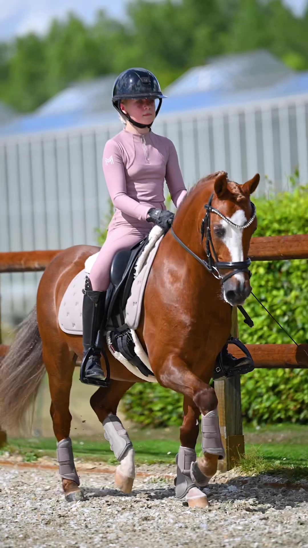 @Maximilian Equestrian