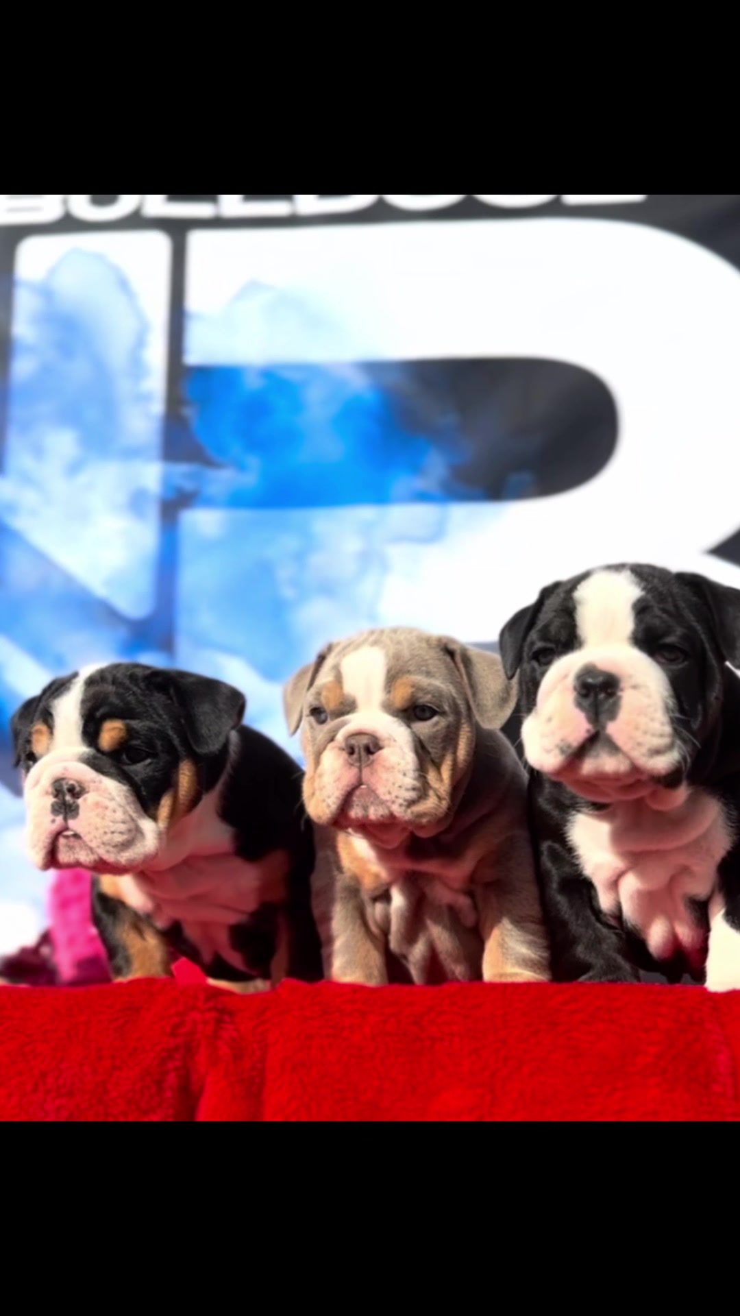 @1of1bulldogz