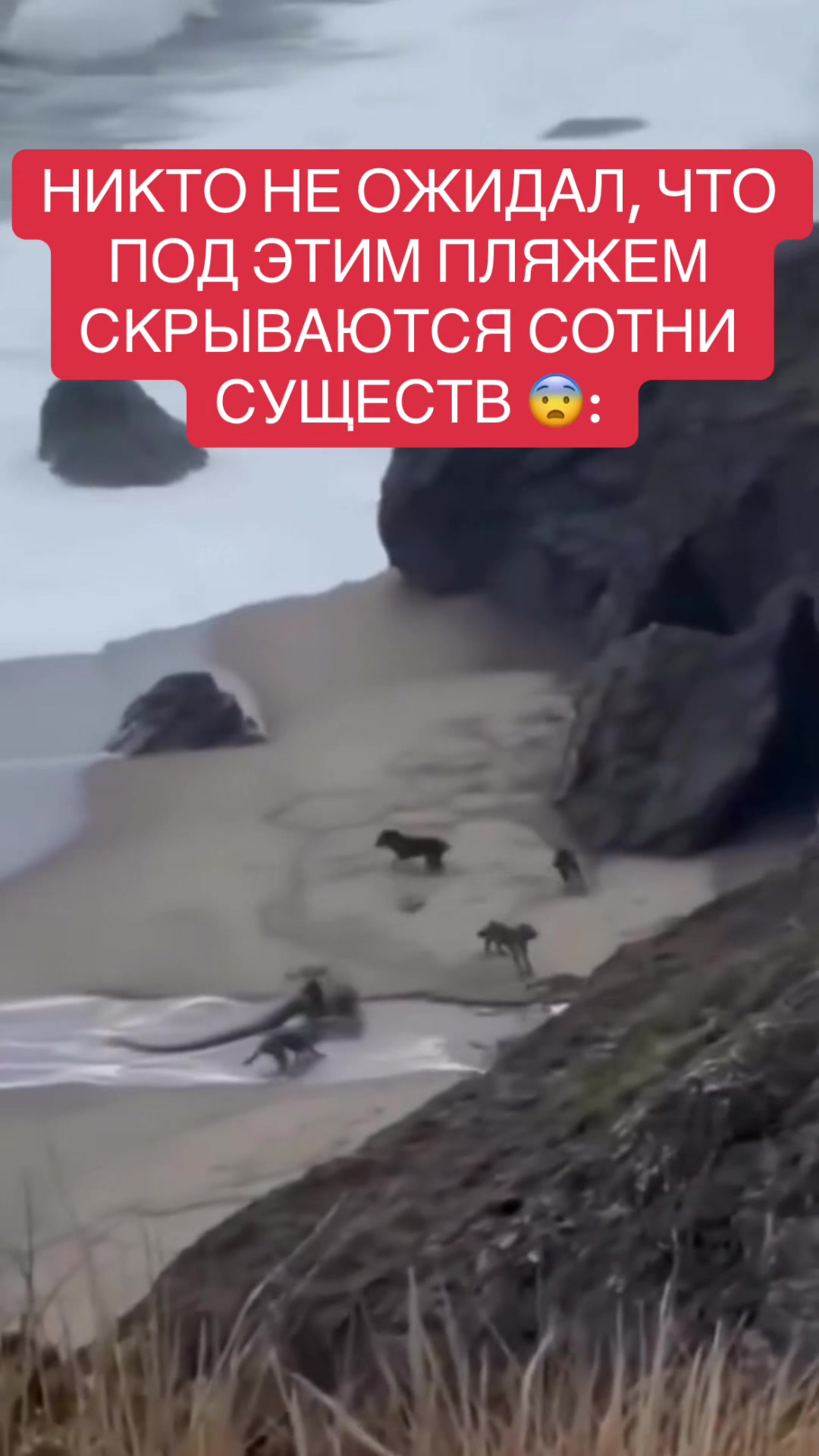 @shoblinskis