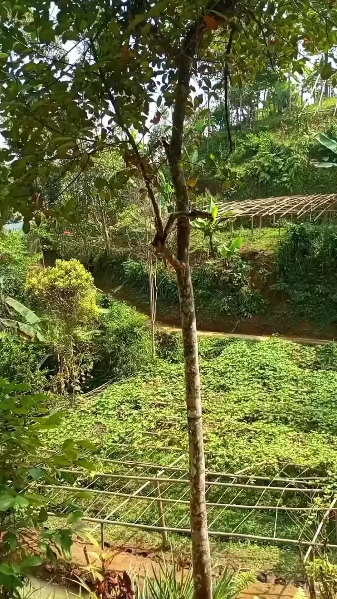 @awangawang53