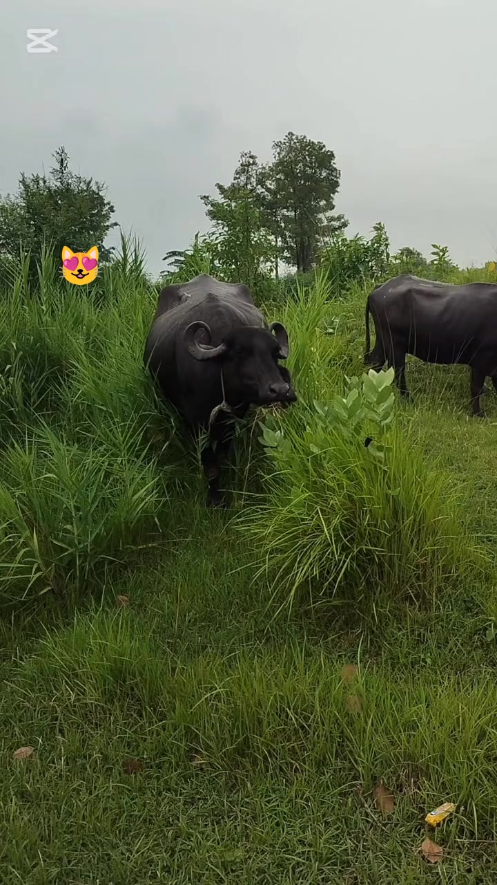 @बदमाश अहिर 🦋🦋