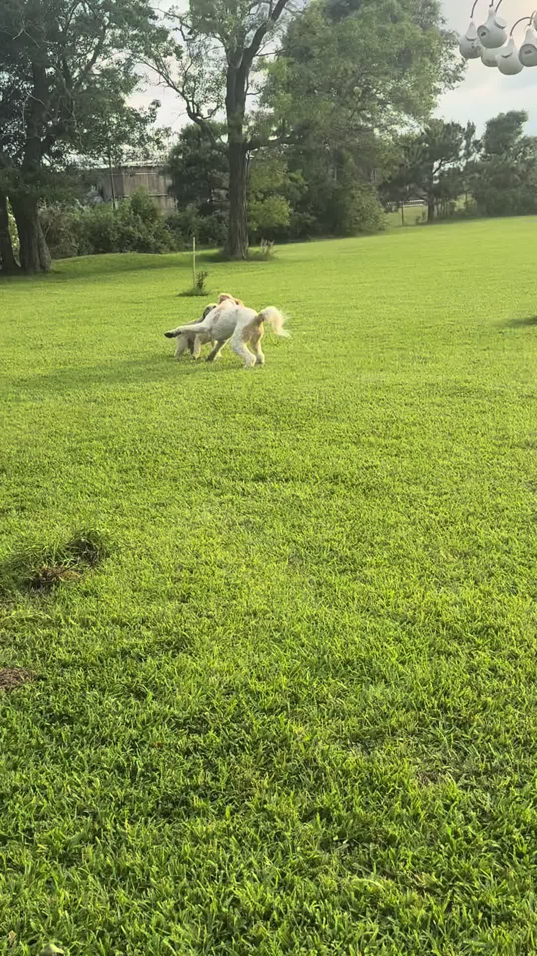 @bigdoodleandlittledoodle