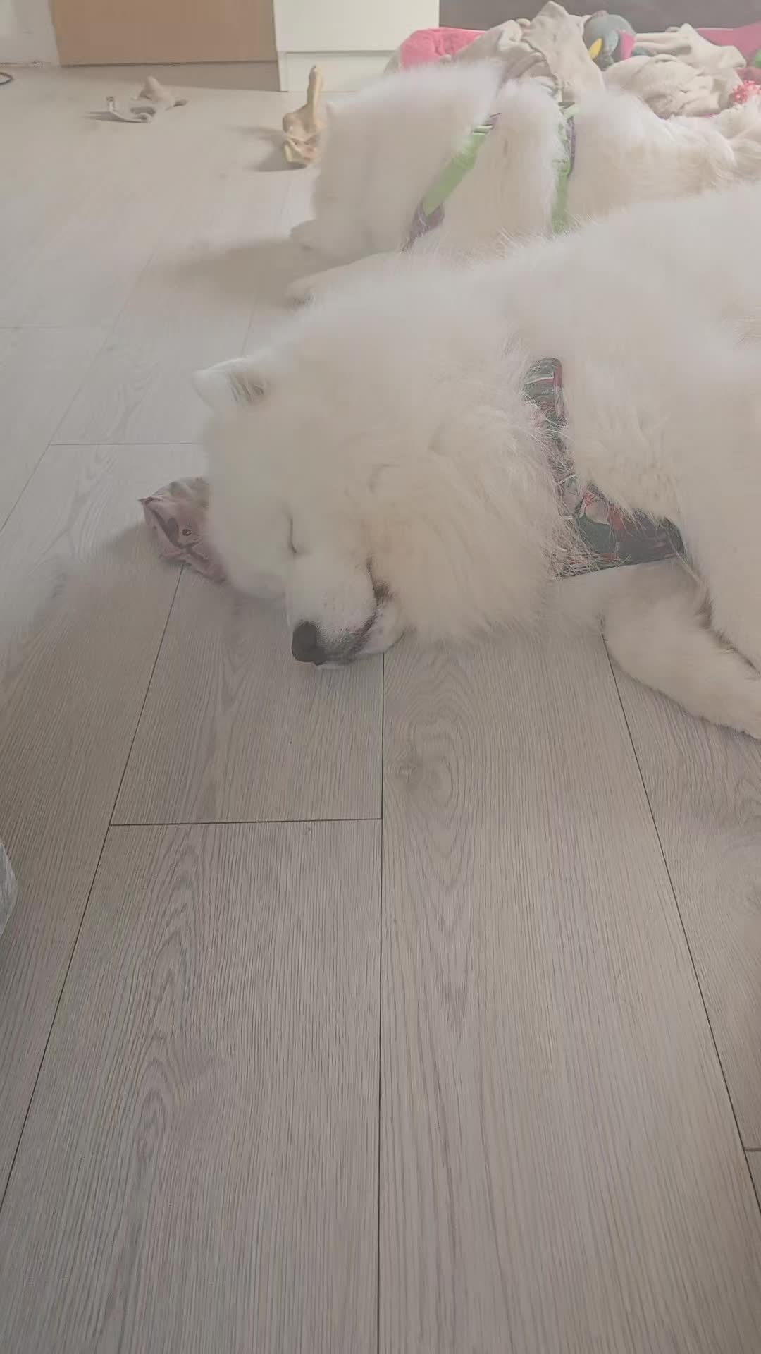 @Samojedowe🐶🇵🇱love🇬🇧